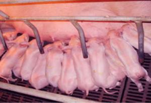 哺乳母、仔豬